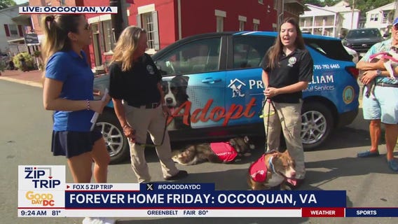 7/11 Forever home Friday: Prince William Animal Services