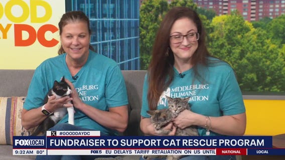 Middleburg cat rescue fundraiser