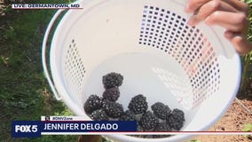 Blackberry picking at Butler's Orchard