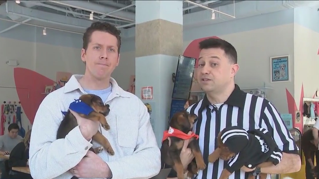 20th annual 'Puppy Bowl' kicks off Sunday