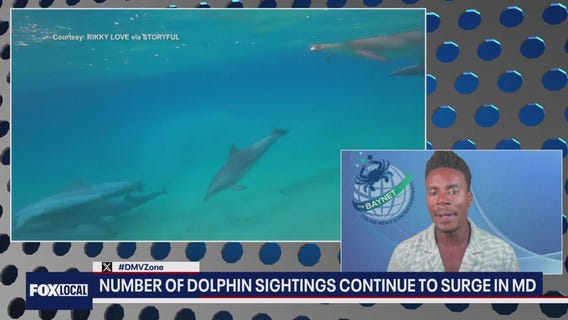 Dolphin sightings surge in Maryland