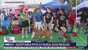 Zip Trip to The Wharf: Forever Home Friday