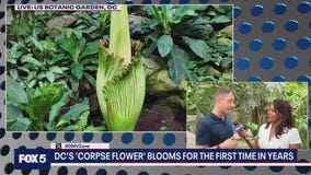 DC's 'Corpse Flower' blooms for the first time since 2021