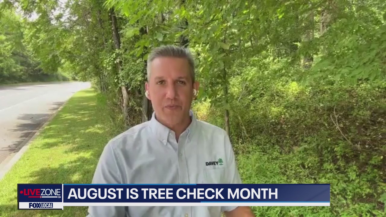 Spotted Lantern Flies continue to fascinate as they takeover MD