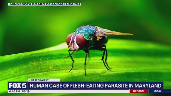 FLESH EATING PARASITE IN MARYLAND: First US case of New World Screwworm