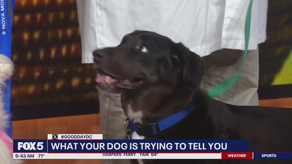 What your dog is trying to tell you