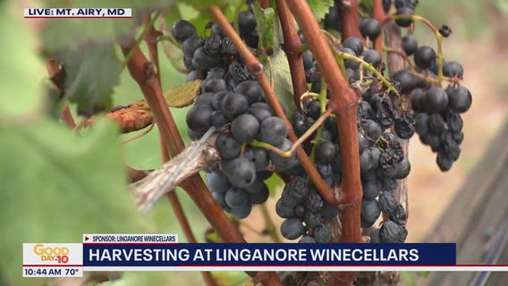 Harvesting at Linganore Winecellars