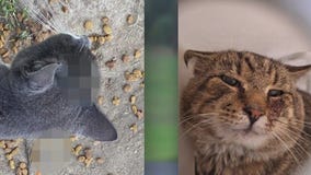 6 cats killed in Maryland dart attacks