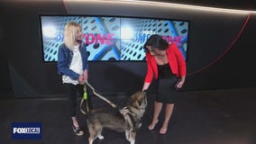 TAKE HOME THURSDAY: MEET OSO!