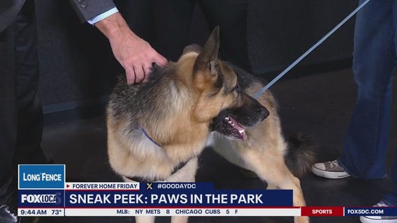 Forever Home Friday: Paws in the Park