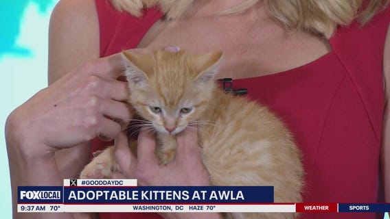 Adoptable Kittens at AWLA