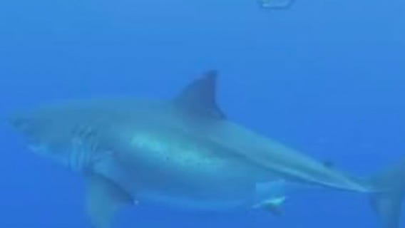 White sharks in New York and New Jersey waters