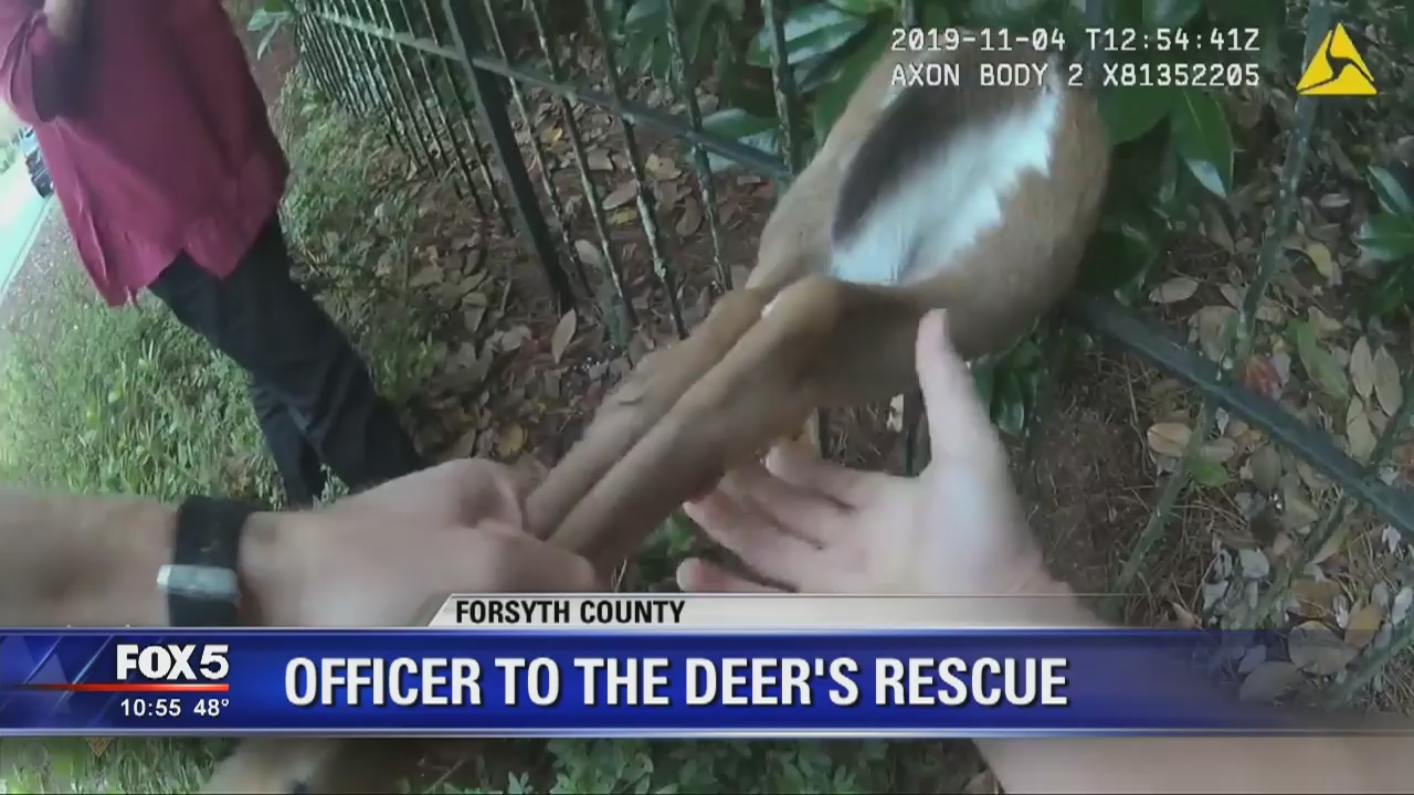 Deputy dispatched to deer in distress | FOX 5 Atlanta