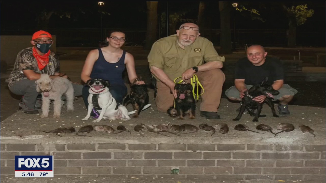 On the hunt for rats in NYC