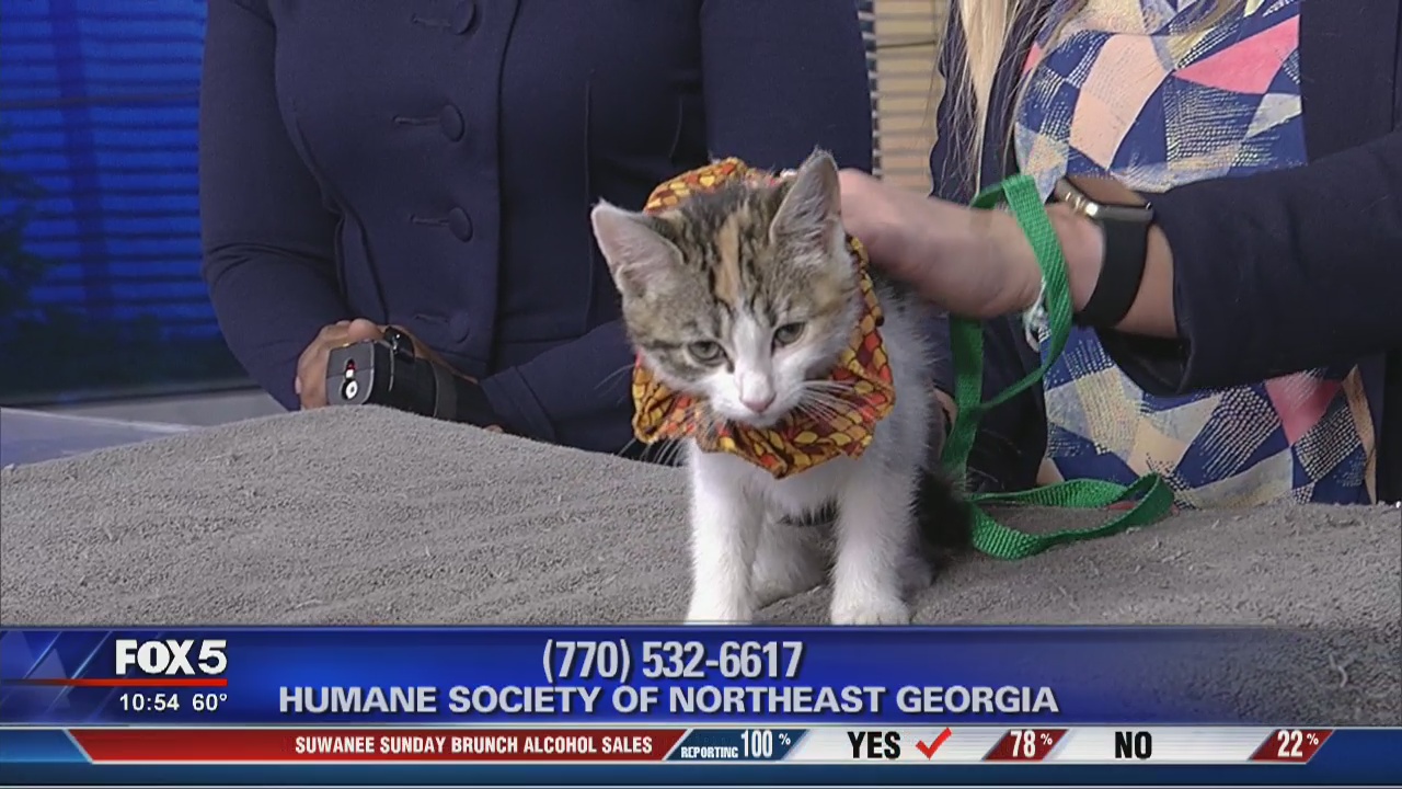 Pet of the day from the Humane Society of Northeast Georgia