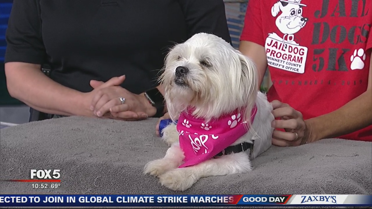 Pet of the day: Jail Dogs