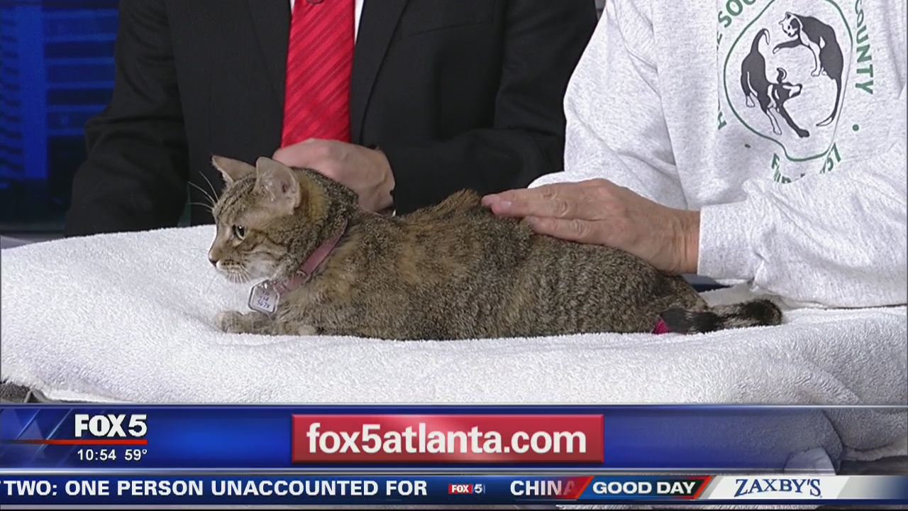 Pet of the Day Humane Society of Cobb County