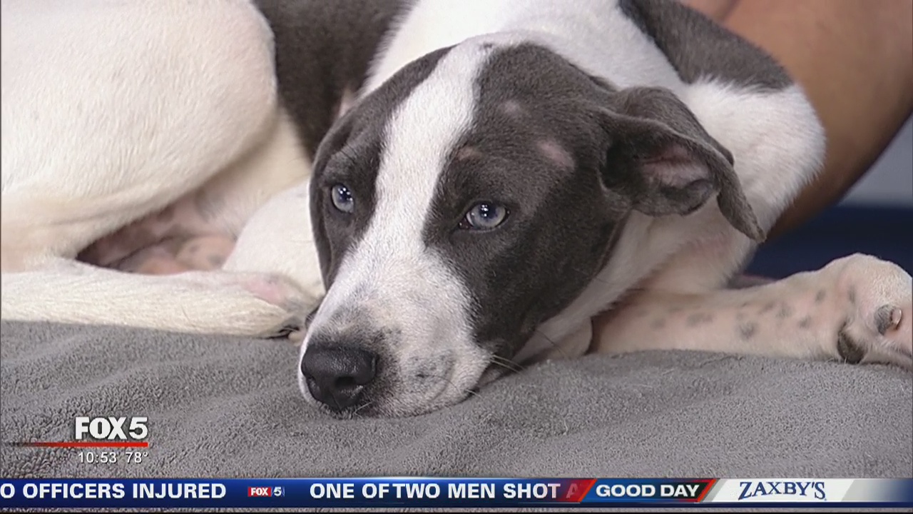 Pet of the Day from the Carroll County Human Society