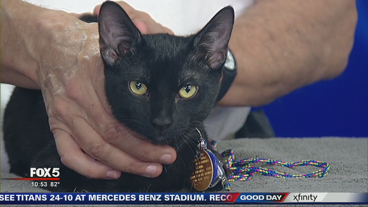 Pet of the Day from the Humane Society of Cobb County