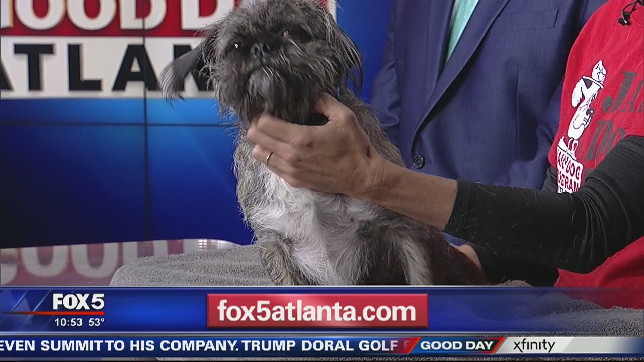 Pet of the day from Gwinnett Jail Dogs