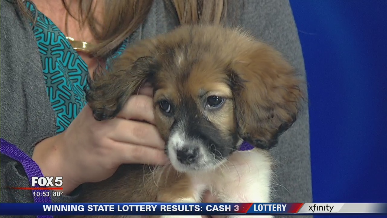 Human society of north Georgia