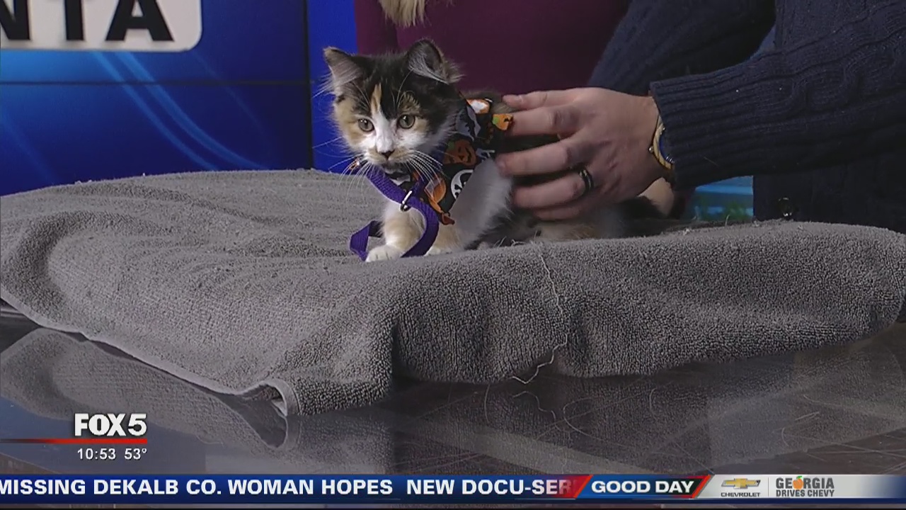 Pet of the day from the Humane Society of Northeast Georgia