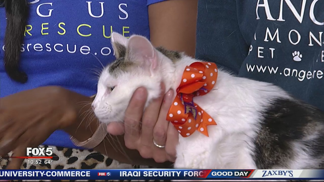 Pet of the day from Angels Among Us Pet Rescue