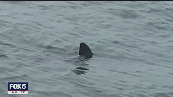 Shark patrols on the lookout on Long Island