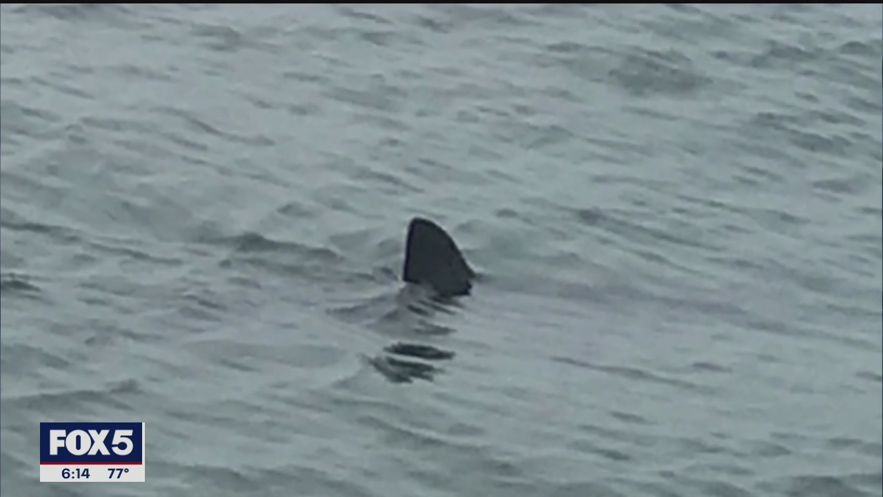 Shark patrols on the lookout on Long Island