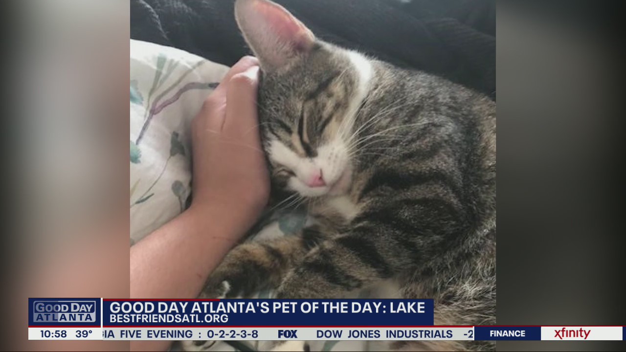 Pet of the Day from Best Friends Atlanta