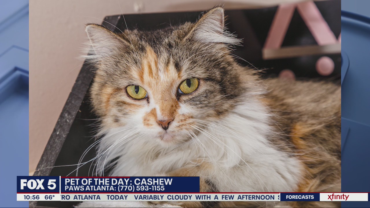 Pet of the Day from PAWS Atlanta