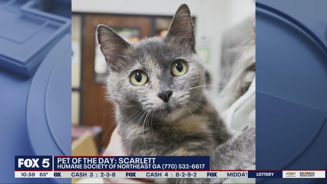 Pet of the Day from the Humane Society of Northeast Georgia