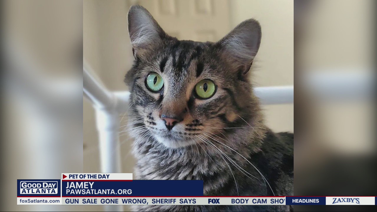 Pet of the Day from PAWS Atlanta