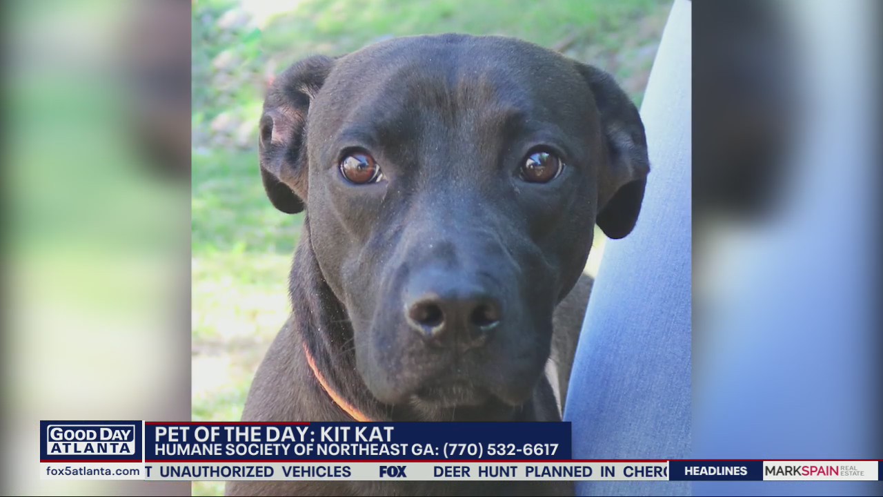 Pet of the Day from the Humane Society of Northeast Georgia