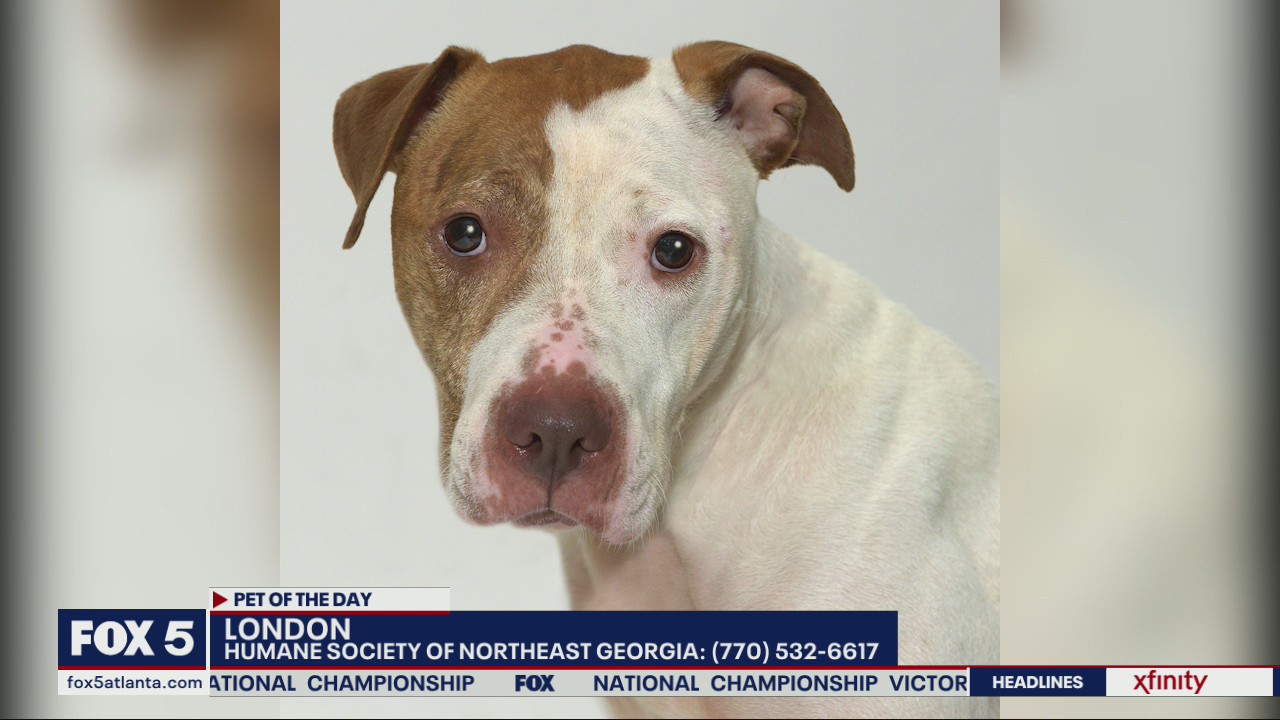 Pet of the Day from the Humane Society of Northeast Georgia