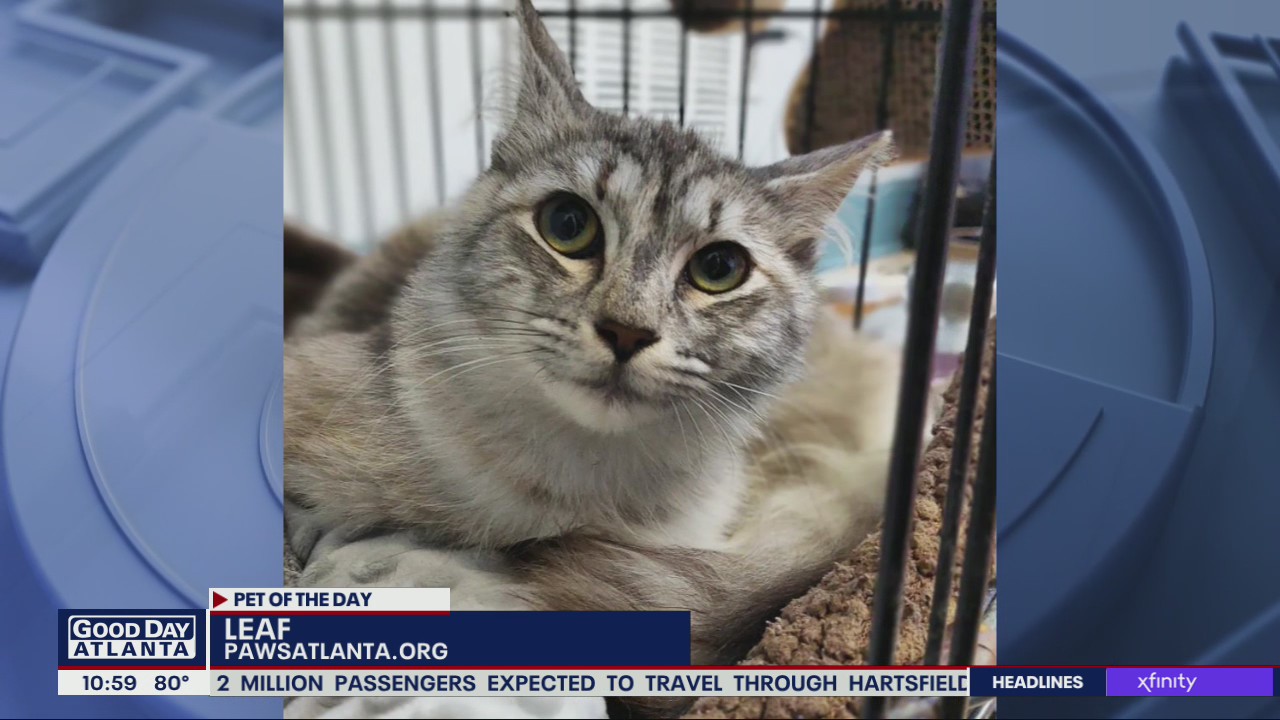 Pet of the Day from PAWS Atlanta