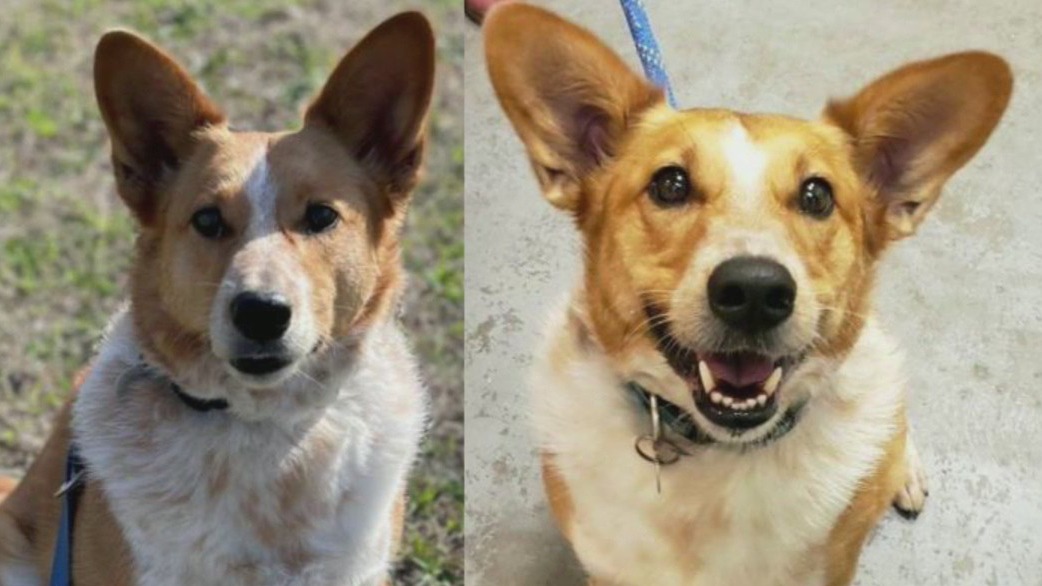 Pet of the Day from Bestfriends ATL