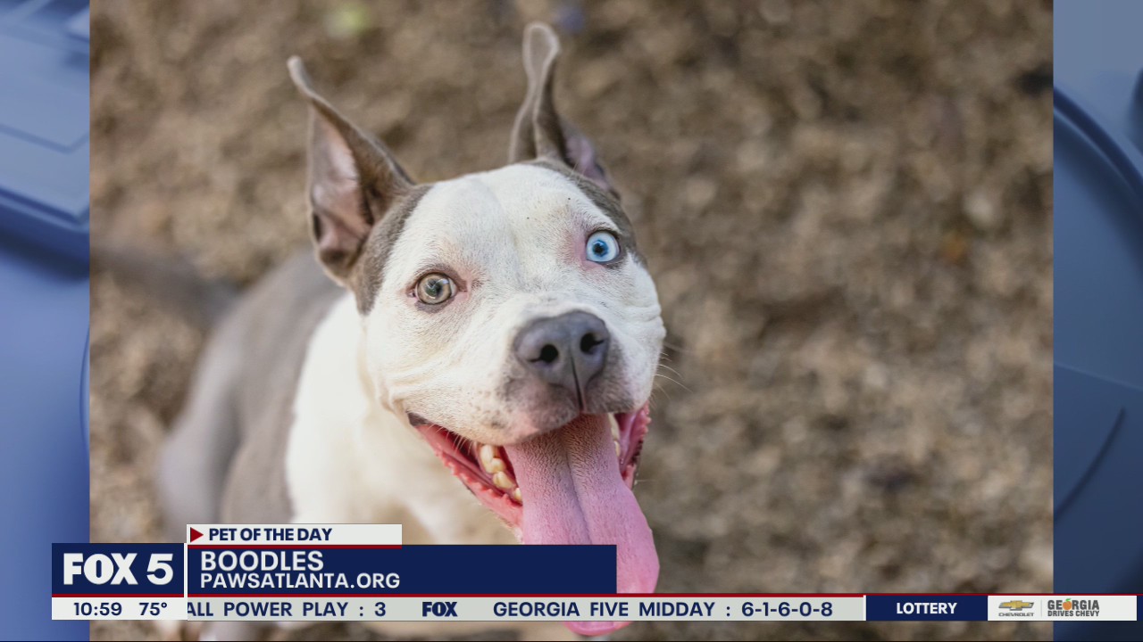 Pet of the Day from PAWS Atlanta