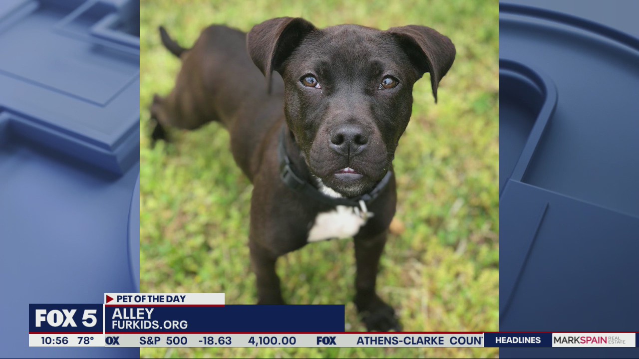 Pet of the Day from Furkids