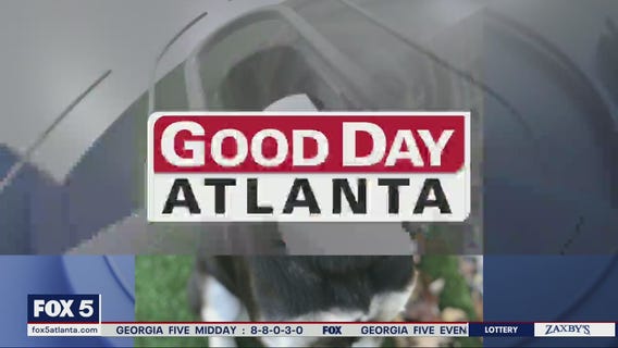 Pet of the Day from the Humane Society of Northeast Georgia