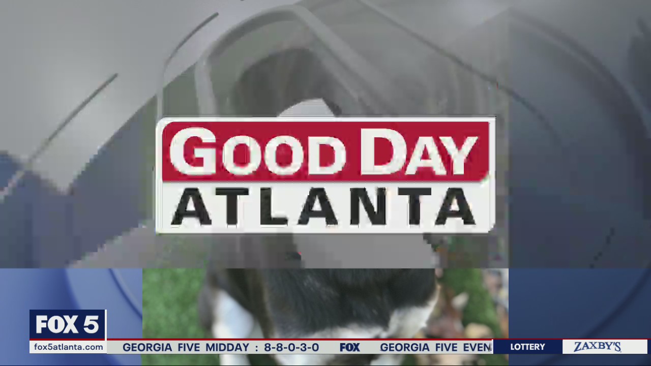 Pet of the Day from the Humane Society of Northeast Georgia