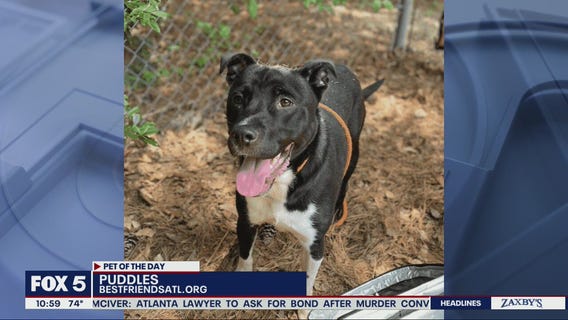 Pet of the Day with Best Friends ATL