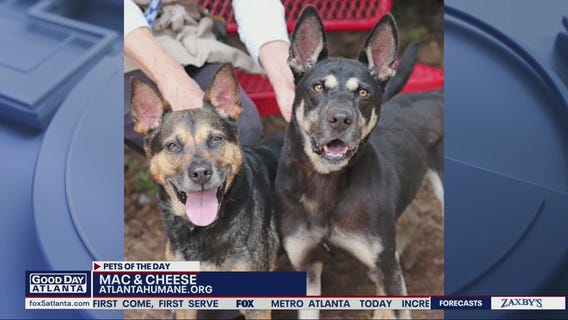 Pets of the Day from the Atlanta Humane Society