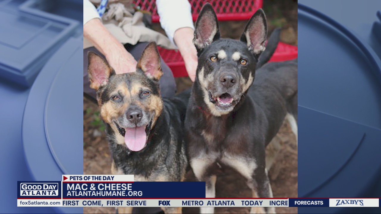 Pets of the Day from the Atlanta Humane Society