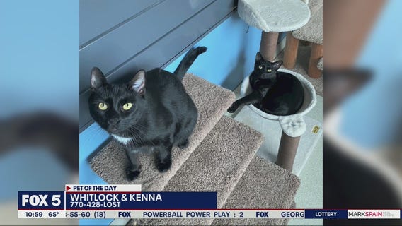 Pet of the Day from the Humane Society of Cobb County