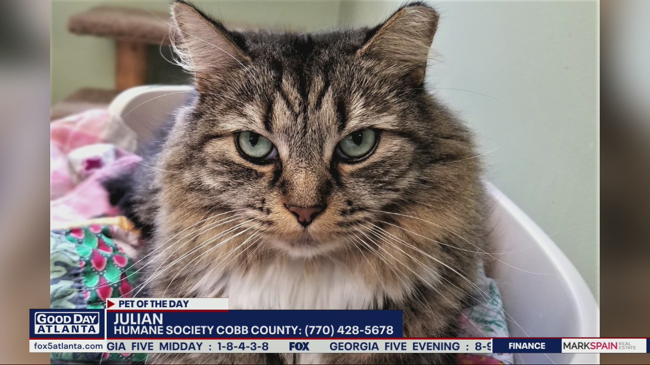 Pet of the Day from the Humane Society of Cobb County