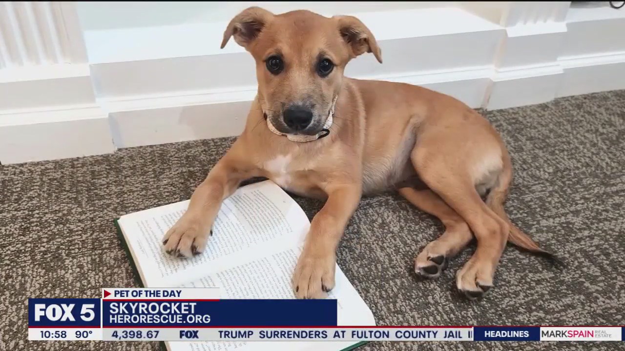 Pet of the Day from Hero Dog Rescue