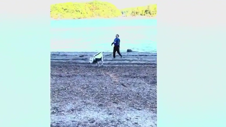 PET OF THE DAY: Sapphire