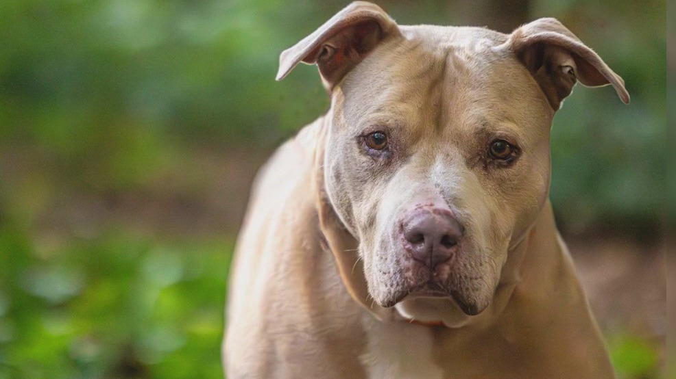 PET OF THE DAY: Dexter