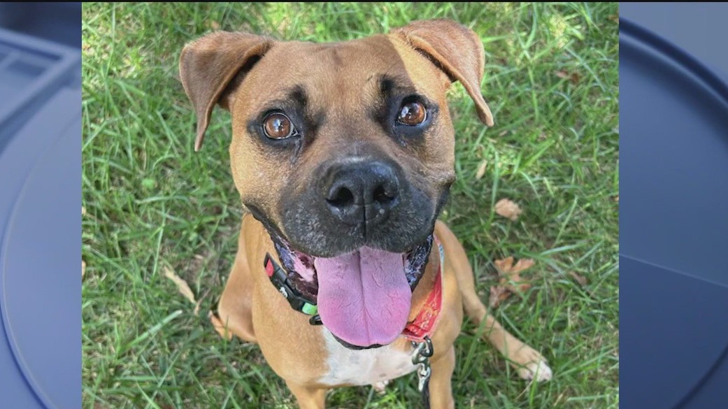 Meet Raya and Becky: Our Pets of the Day